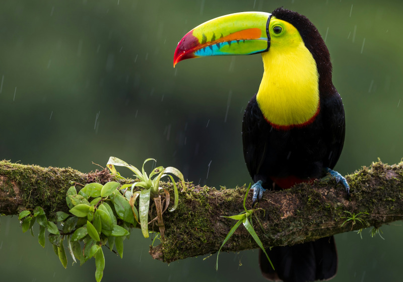 Grenada Private Birding with Eco-Guide Expeditions