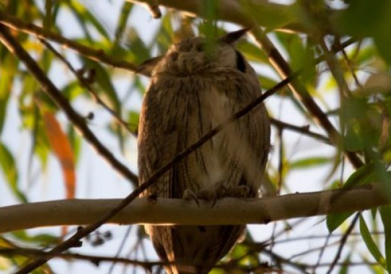 Janjanbureh and Georgetown Multi-Day Birding Safari with Yanks Manneh