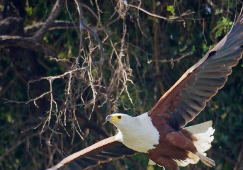 Full-Day Southern Gambia Birding and Photography Tour with Yanks Manneh