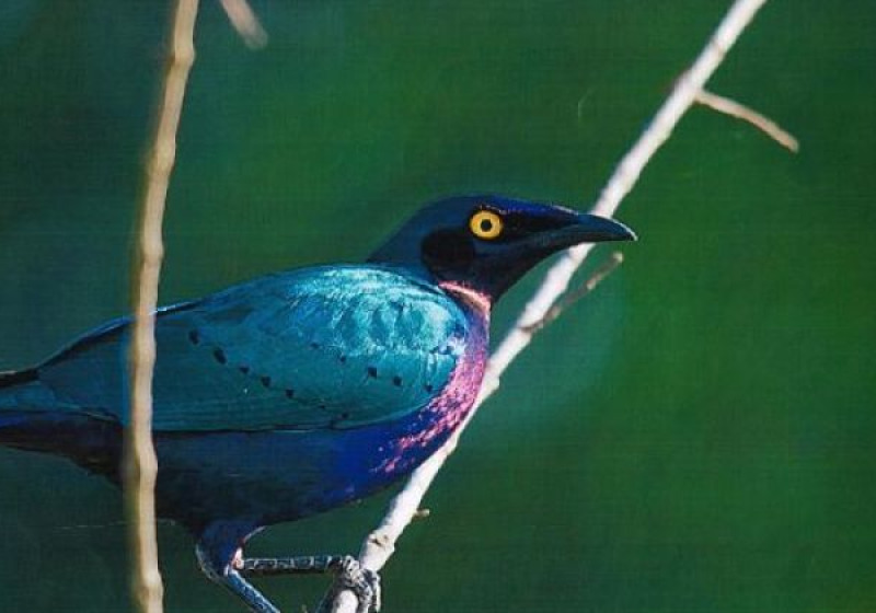 Half-Day Coastal Gambia Birding and Photography Tour with Yanks Manneh