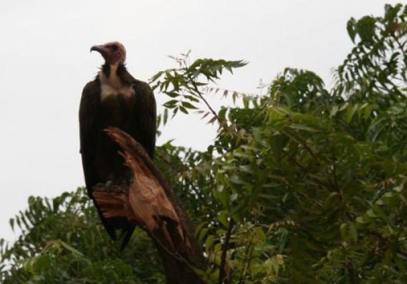 Tendaba Multi-Day Birding and Photography Safari with Yanks Manneh