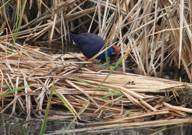 Birds, Birds, Birds! Birding Week Tour