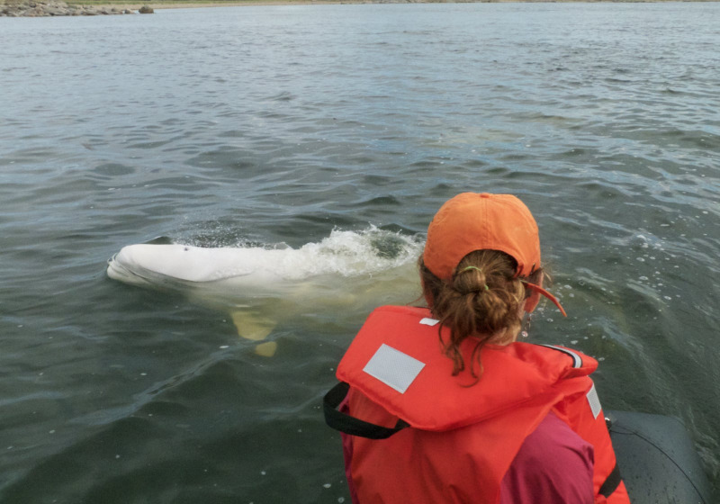 Belugas, Bears & Birds