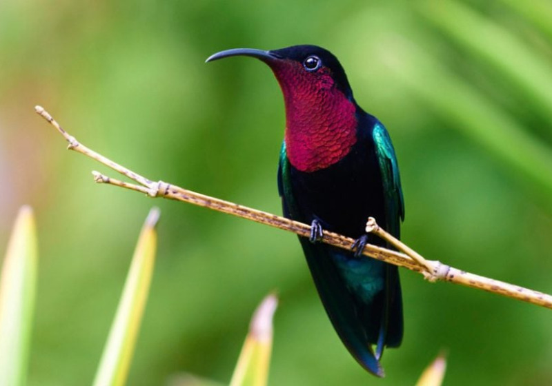 Best of the Lesser Antilles