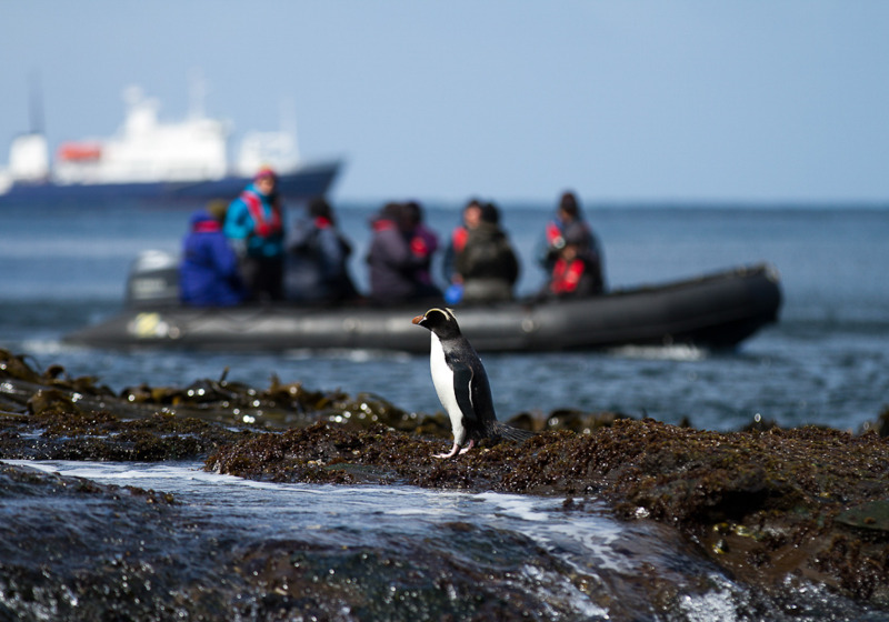 Birding Down Under Cruise
