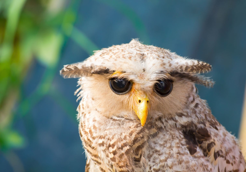 Borneo: Bristleheads & Orangutans