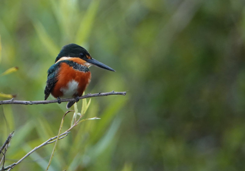 Brazil: Amazon & Pantanal
