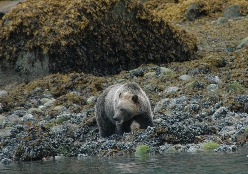 British Columbia Orcas & Grizzlies Sailing
