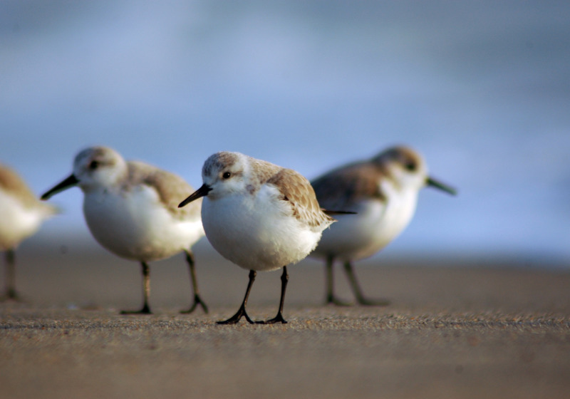 British Columbia Shorebird Migration