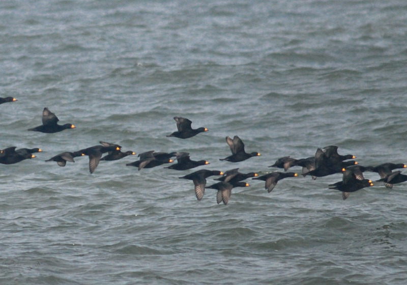 Cape May Migration