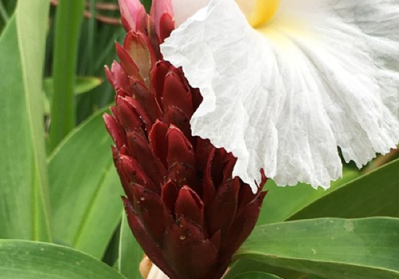 Grenada Garden Tour & Breakfast With The Birds