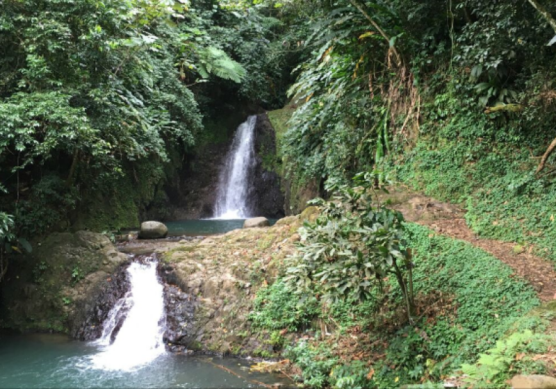 Grenada Bird Watching Tour with Caribbean Horizons