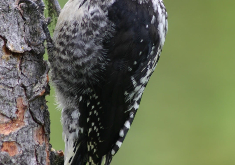 Churchill & Southern Manitoba