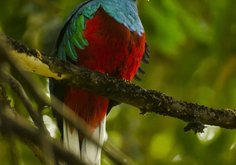 Costa Rica Birding