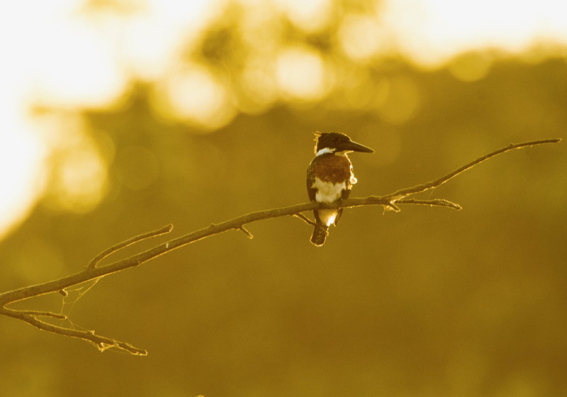 Costa Rica: Caribbean Mountains to Coast