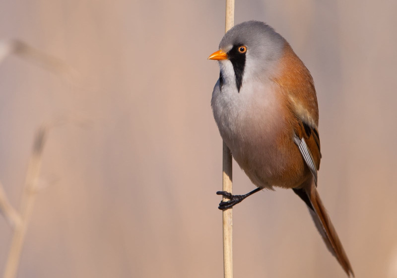 England Birds & Gardens: Southeast
