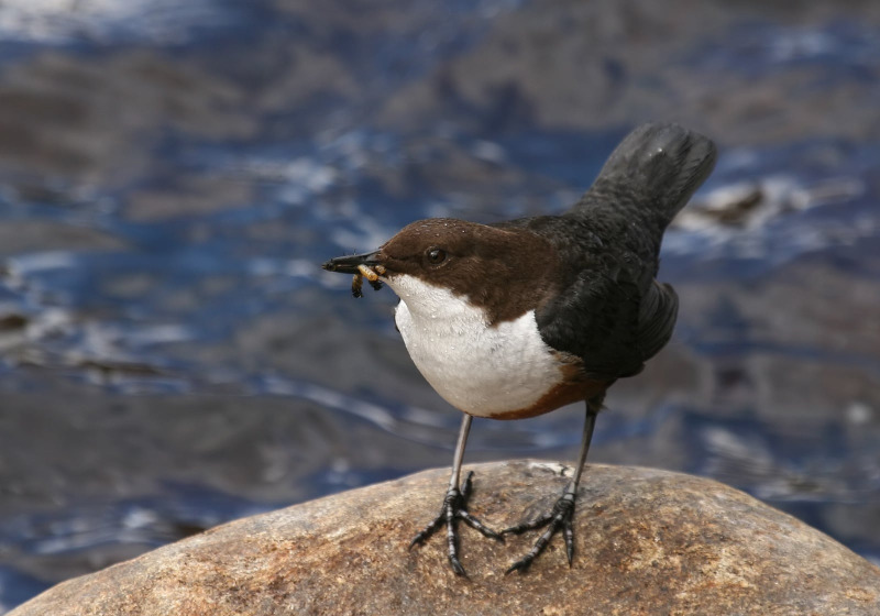 England Birds & Gardens: Southwest