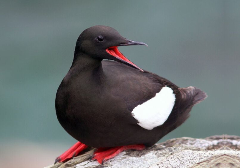 Grand Newfoundland Birdwatching