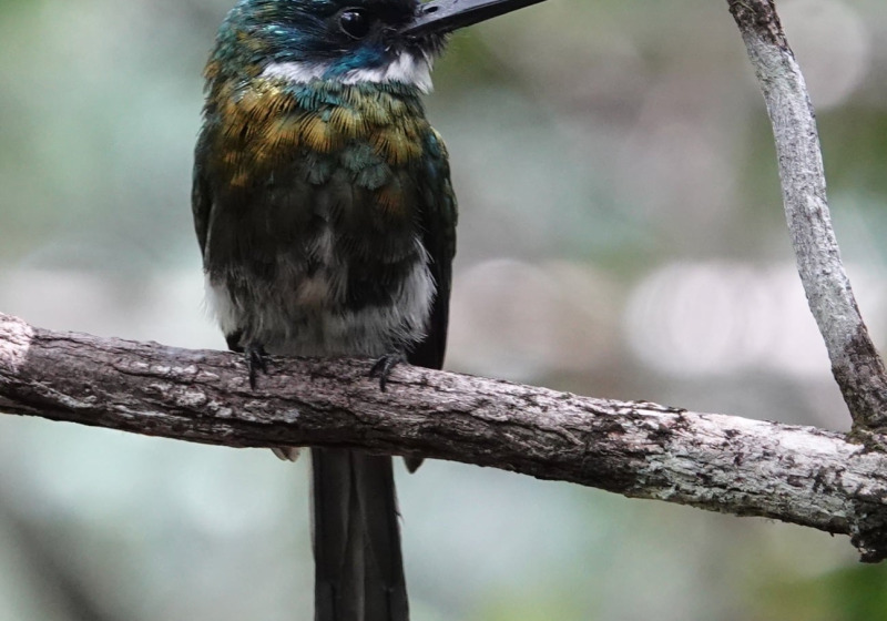 Guyana: Neotropical Wilderness Birding