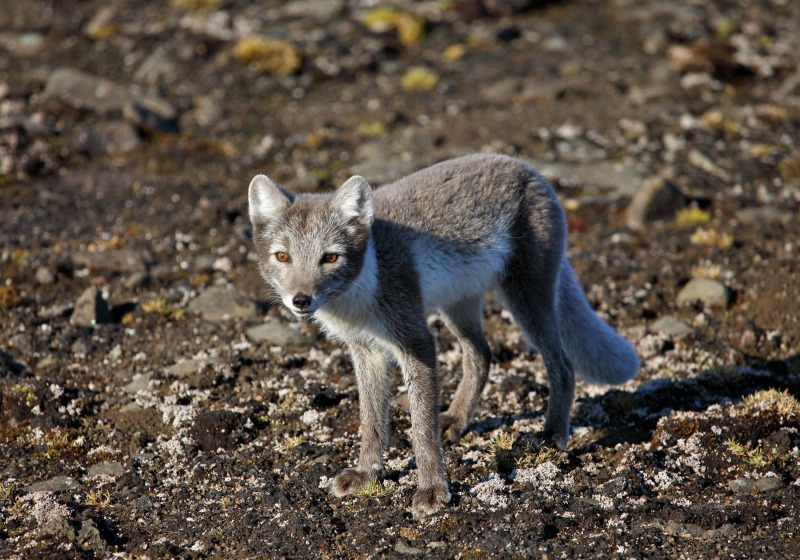 High Arctic & Northwest Territories