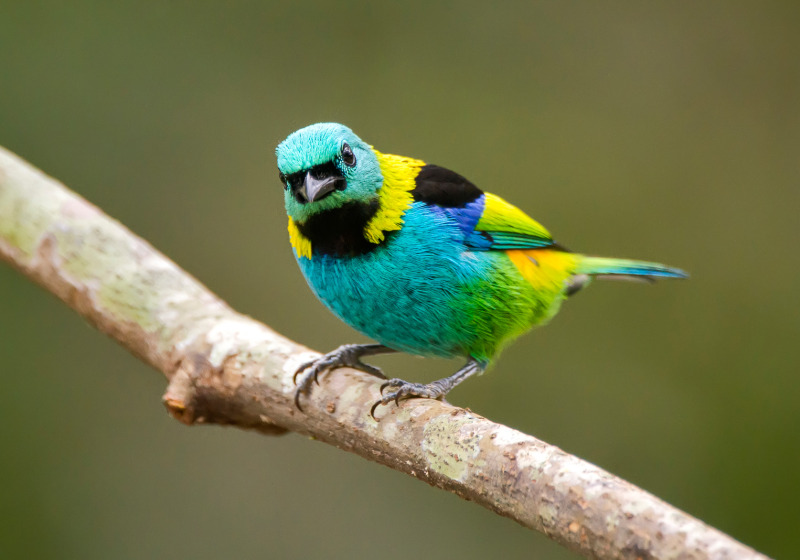 Iguazu Falls Extension
