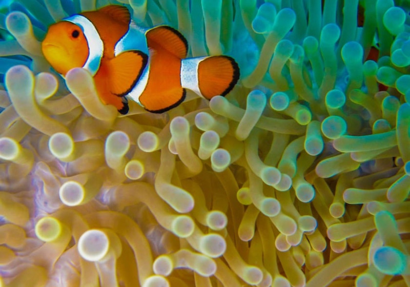 Indonesia Sailing: Whale Sharks & Birds-of-Paradise