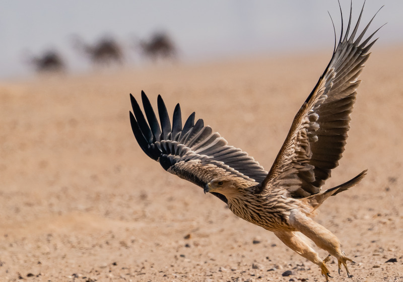 Kuwait Raptors and Migratory Birds Field Session