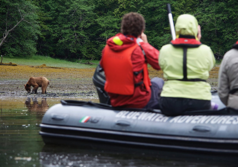 Khutzeymateen Grizzly Bears Sailing