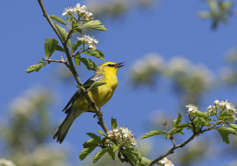 Lake Erie Spring Migration