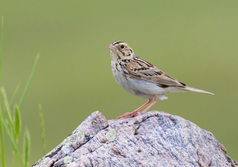 Last Mountain Lake Bird Sanctuary Tour with 2 great options from Saskatoon or Regina