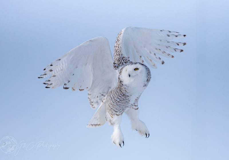 Snowy Owl Photo Tours – Great options for Winter 2026-2027