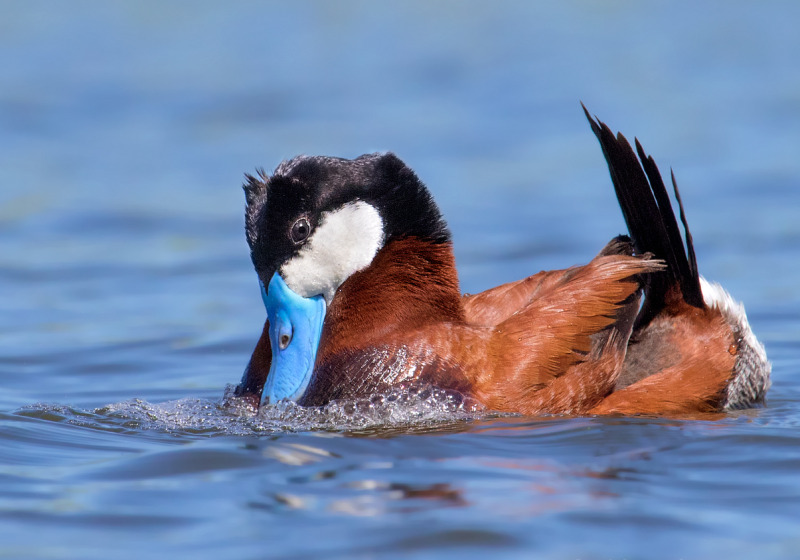 Forestry Farm Park Bird Walk – birding in Saskatoon’s best wooded park