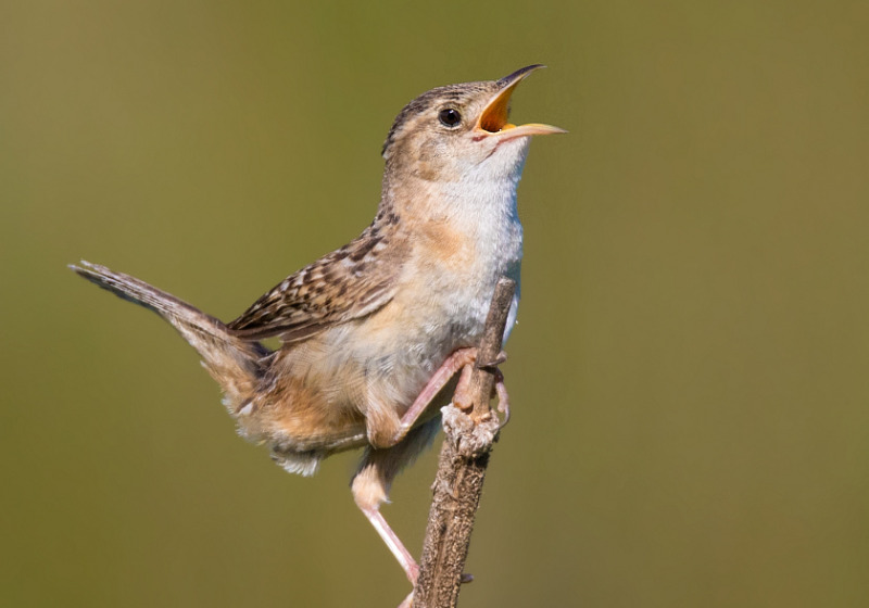 Duck Lake and Nisbet Forest Birding Tour – 6 great hours with fascinating woodland and water birds
