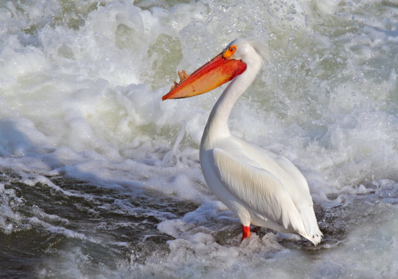 Weir Birding and Walking Tour in Saskatoon’s river valley 2026