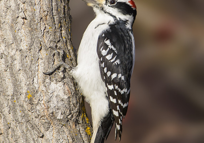 Pike Lake Birding Tour – 2 great options