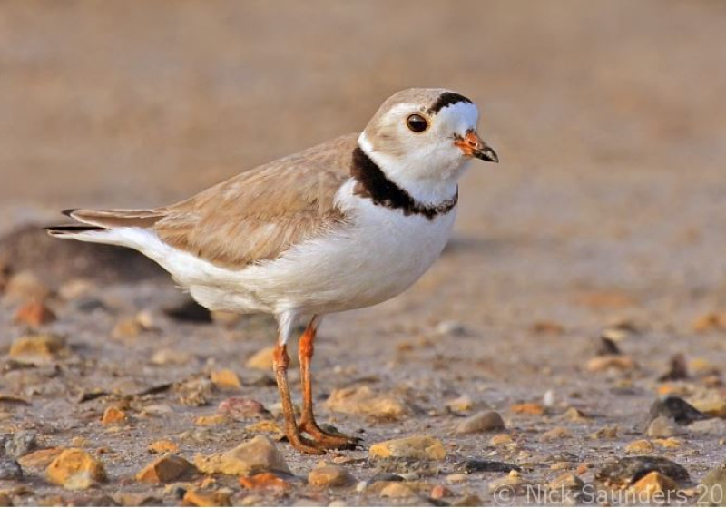 Chaplin Shorebirds 2026 – Great Birding and Bird Photography Day Tour from Regina, Moose Jaw, Swift Current or Saskatoon