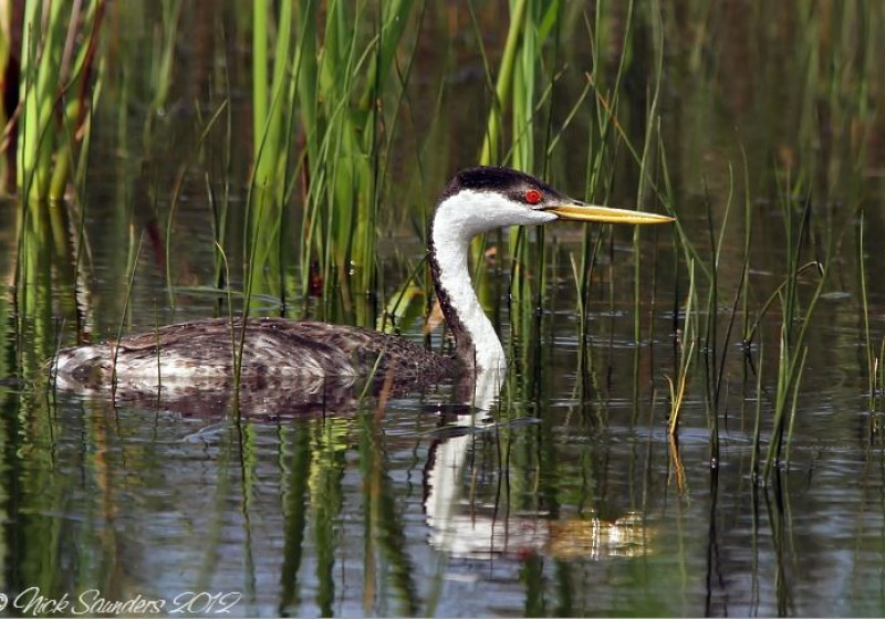 Canada – Saskatchewan Mid-Summer Birding Grand Tour: August 3 – 10, 2026