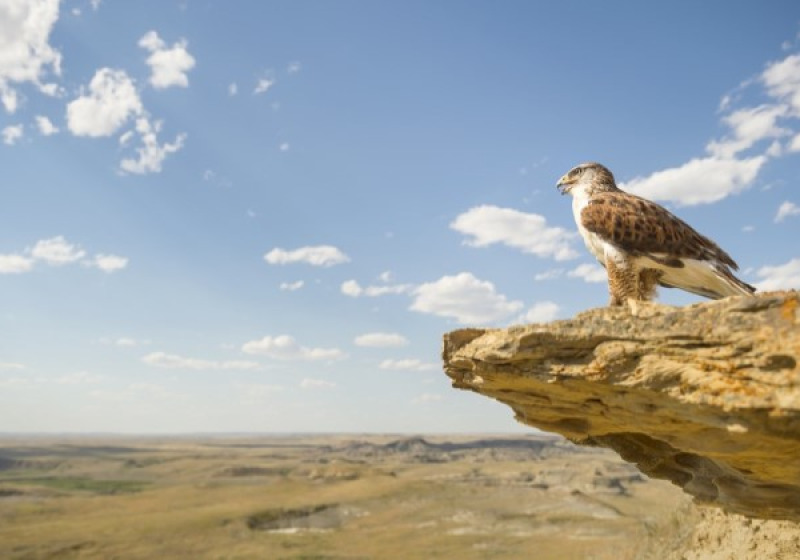 Canada – Saskatchewan Late-Summer Birding Grand Tour: August 24 – 29, 2026