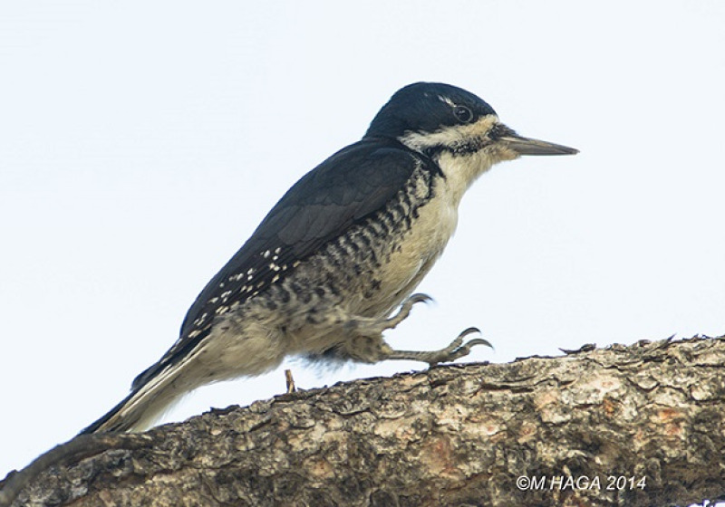 Canada – Saskatchewan Autumn Birding Grand Tour: September 9 – 18, 2026