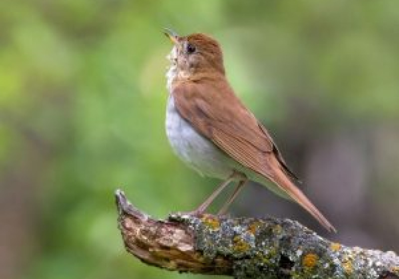 Chief Whitecap Park Birding Tour – fantastic 3-hour walk for beautiful songbirds
