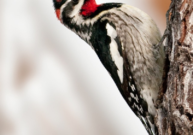 Cypress Hills Tours from Saskatoon and Maple Creek: 3 options for birding Saskatchewan’s great southwest