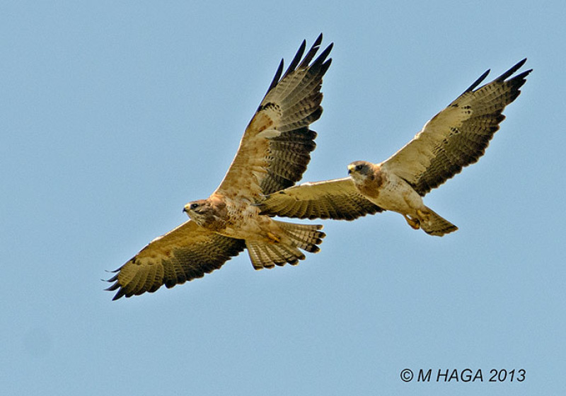 Eagle Creek and Eagle Hills Birding Tour – 8 hours with fascinating woodland and water birds