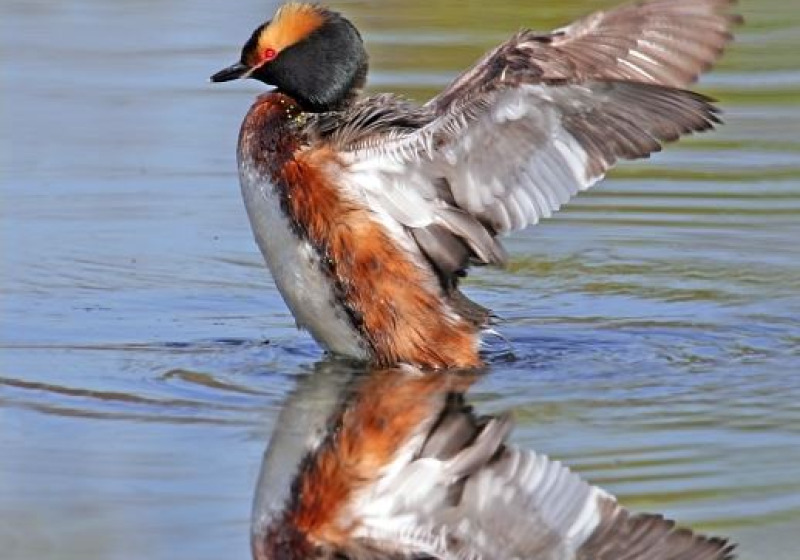 Ferry Birding Tour – 4 hours with awesome river birds