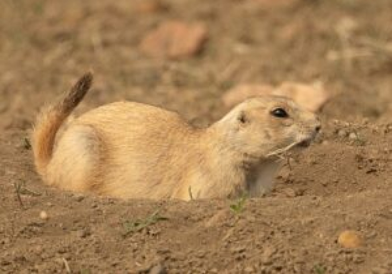 Grasslands National Park Birding Tour from Saskatoon, Regina, Moose Jaw or Swift Current – Best Prairie Birds 2026
