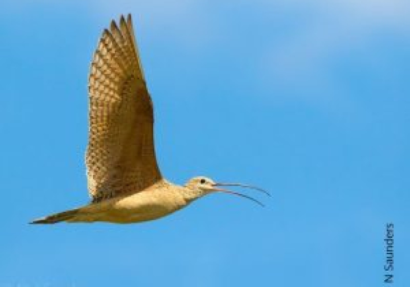 Great Sand Hills Birdwatching Tour from Saskatoon, Kindersley or Leader – 3 new options