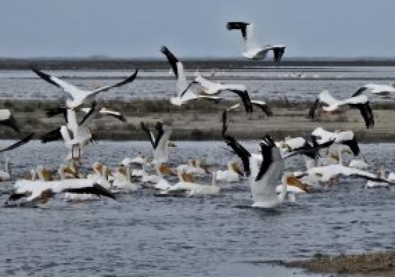 Quill Lakes Birding Tour from Saskatoon, Moose Jaw or Regina – 2 great options for finding birds at Canada’s largest saline lake