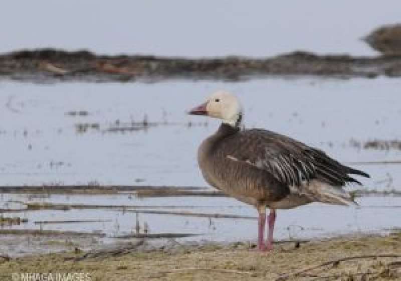 Radisson Lake Birding Tour – 4 great hours with water and grassland birds