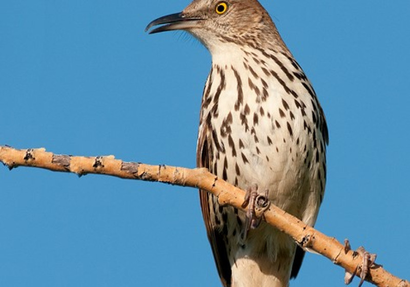 Saskatoon Birdwatching Tour with 2 great new options for finding summer birds