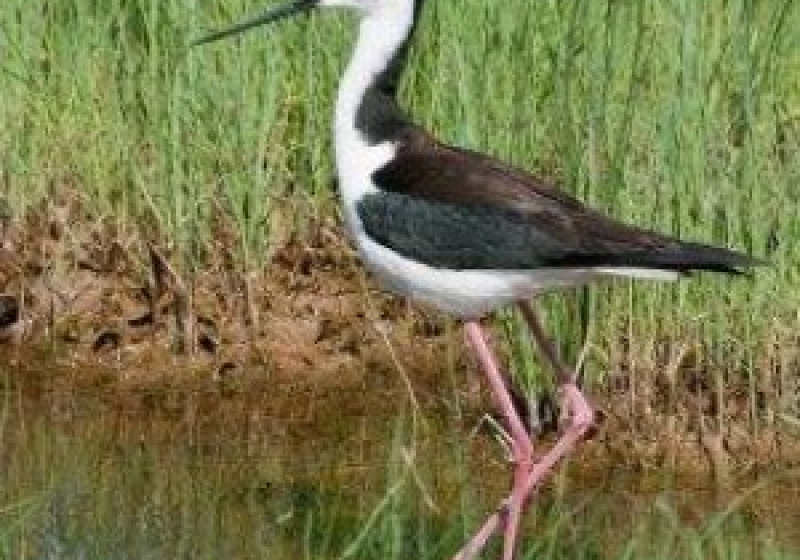 Saskatoon Shorebirds – Great Short Driving Tour in 2026