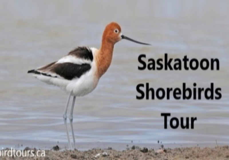 Saskatoon Shorebirds – Great Short Driving Tour in 2026